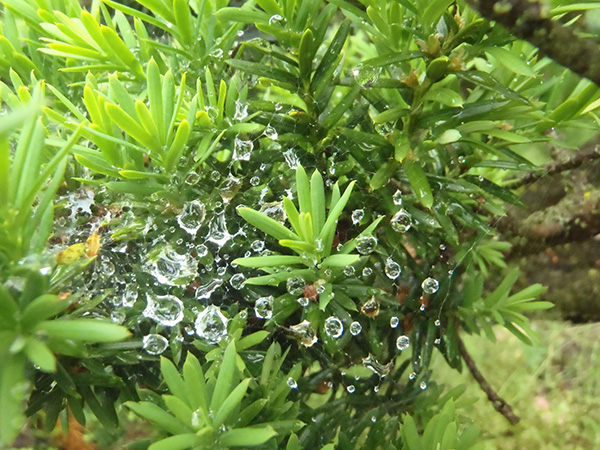 教育長賞「蜘蛛のアクセサリー」植松太一