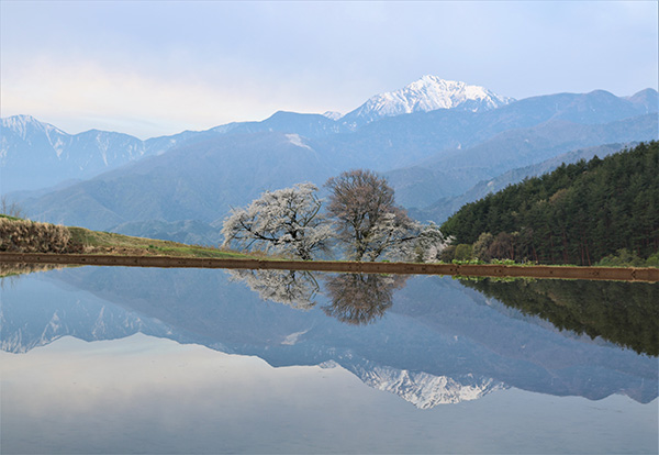 佳作「春・田端の桜」両角強