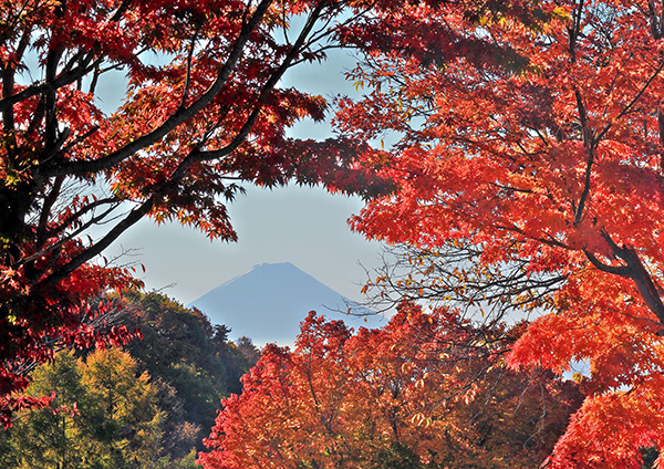 富士山部門　町長賞「紅葉と富士山」　小栗山秀男