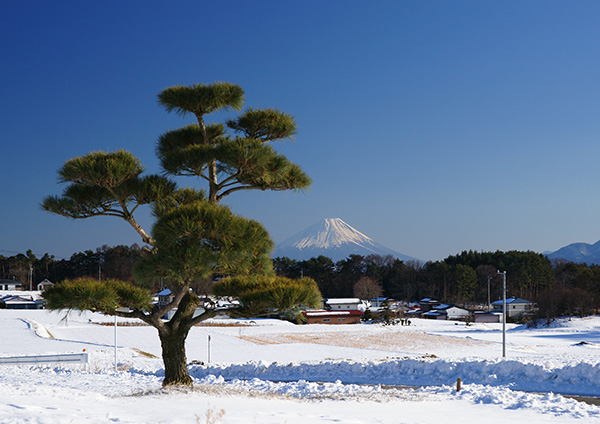 富士山部門佳作 「初春」佐伯英徳