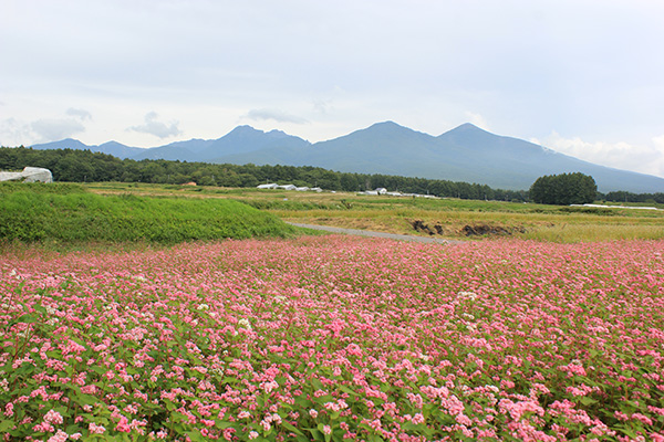 八ヶ岳部門佳作 「赤そばの花と八ヶ岳」 石塚俊之