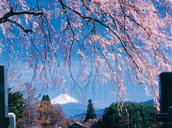 優秀賞「真白き富士山春爛漫」林兆勇