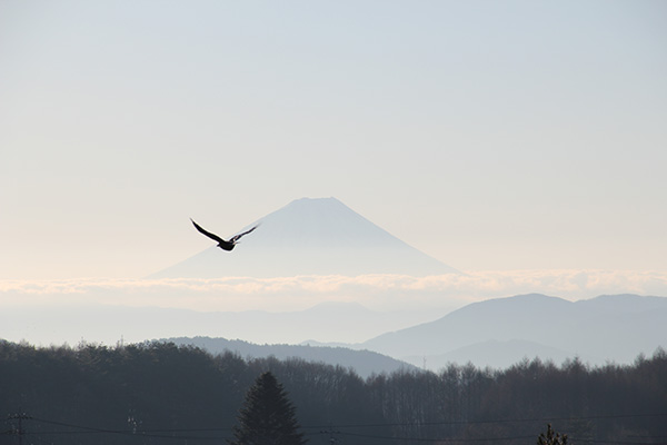 佳作「初春の富士山（世界文化遺産）とオオワシ（国天然記念物）」名取光昭
