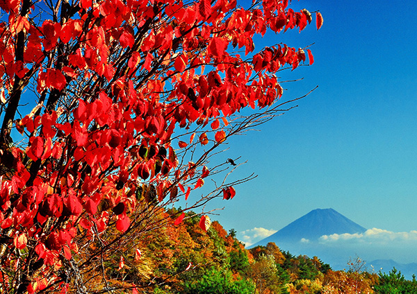 佳作「紅葉と富士山」小栗山秀男