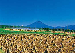 立沢・水田地帯から望む富士山
