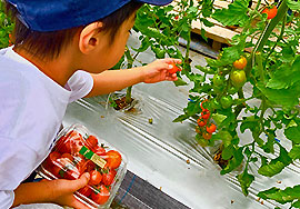 カゴメ野菜生活ファーム富士見で工場見学＆収穫体験