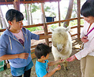 八ヶ岳アルパカ牧場