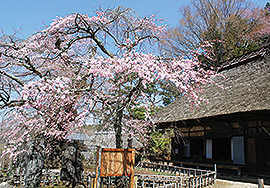 信濃境古木しだれ桜の饗宴　ウォーキングコース