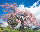富士見町の桜
