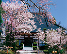 富士見町の桜