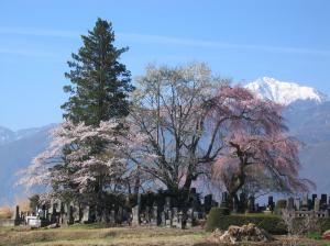 田端しだれ桜