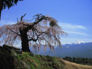 葛窪しだれ桜