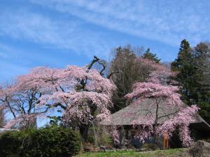 高森観音堂しだれ桜