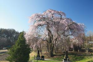 高森下平しだれ桜