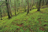 ＜苔むした登山道＞標高も2000メートル近くなると登山道の周りは、倒木や岩が苔に覆われ、神秘的な美しさが森全体から漂う。