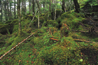 苔むした登山道