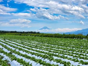 富士見町の初夏　関和洋