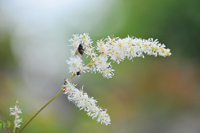 ハナチダケサシ(花期7月から8月)