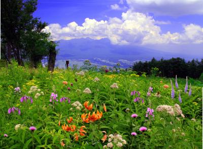 花の百名山入笠山