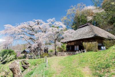 古木しだれ桜