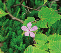 ハクサンフウロ(花期7月から8月)