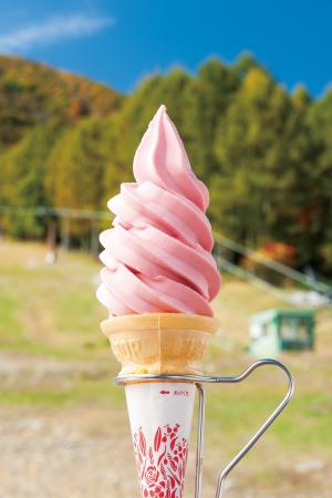 富士見パノラマリゾートの赤いルバーブソフト