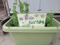 プランターの豆