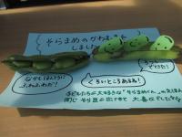 そら豆