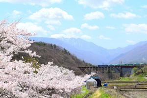 春満開の桜の立場川の風景