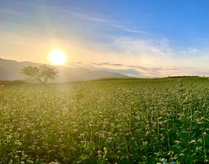 夕暮れ時のそば畑