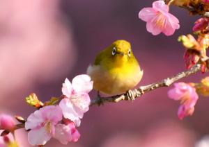 三光寺の春（河津桜とメジロ）