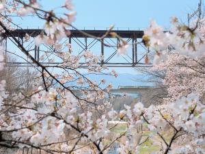 ①桜並木と立場川
