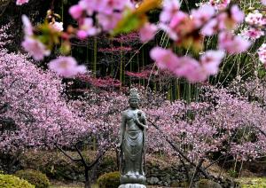 両角彦_降り注ぐ春・三光寺