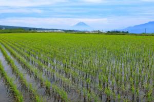 小口照人_富士山と育つ