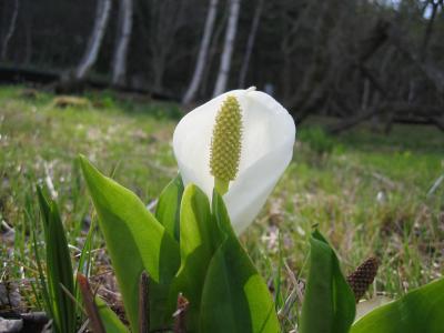 水芭蕉
