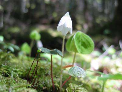 小深山傍食