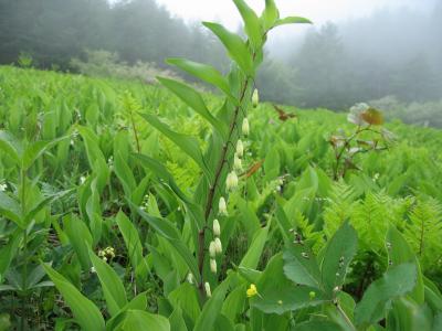 大甘野老