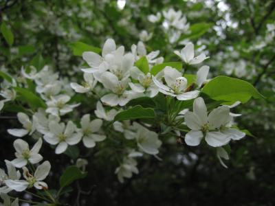桷