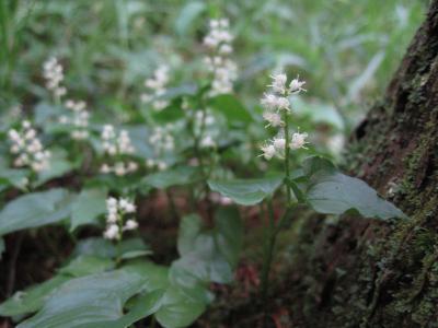 舞鶴草