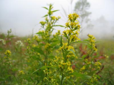 秋の麒麟草