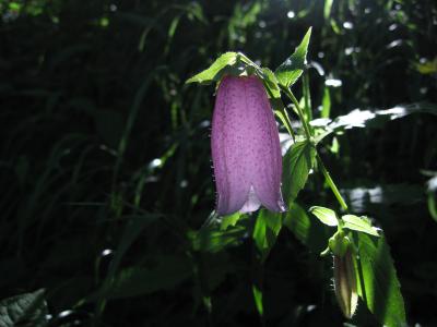 山蛍袋