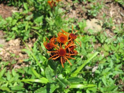 紅輪花