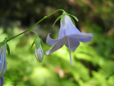 蕎麦菜