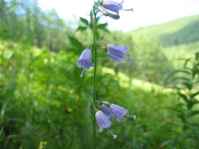 釣鐘人参 ツリガネニンジン 富士見町公式ホームページ
