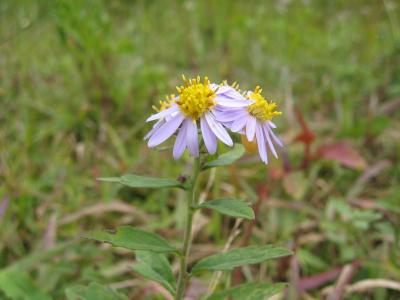 野紺菊